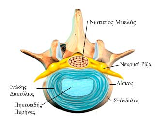 vertebral